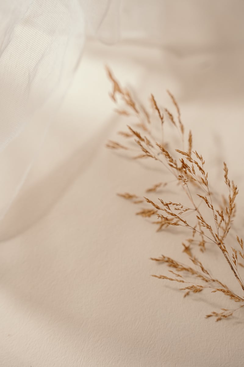 Dreamy wild grass on pastel background, beige aesthetic