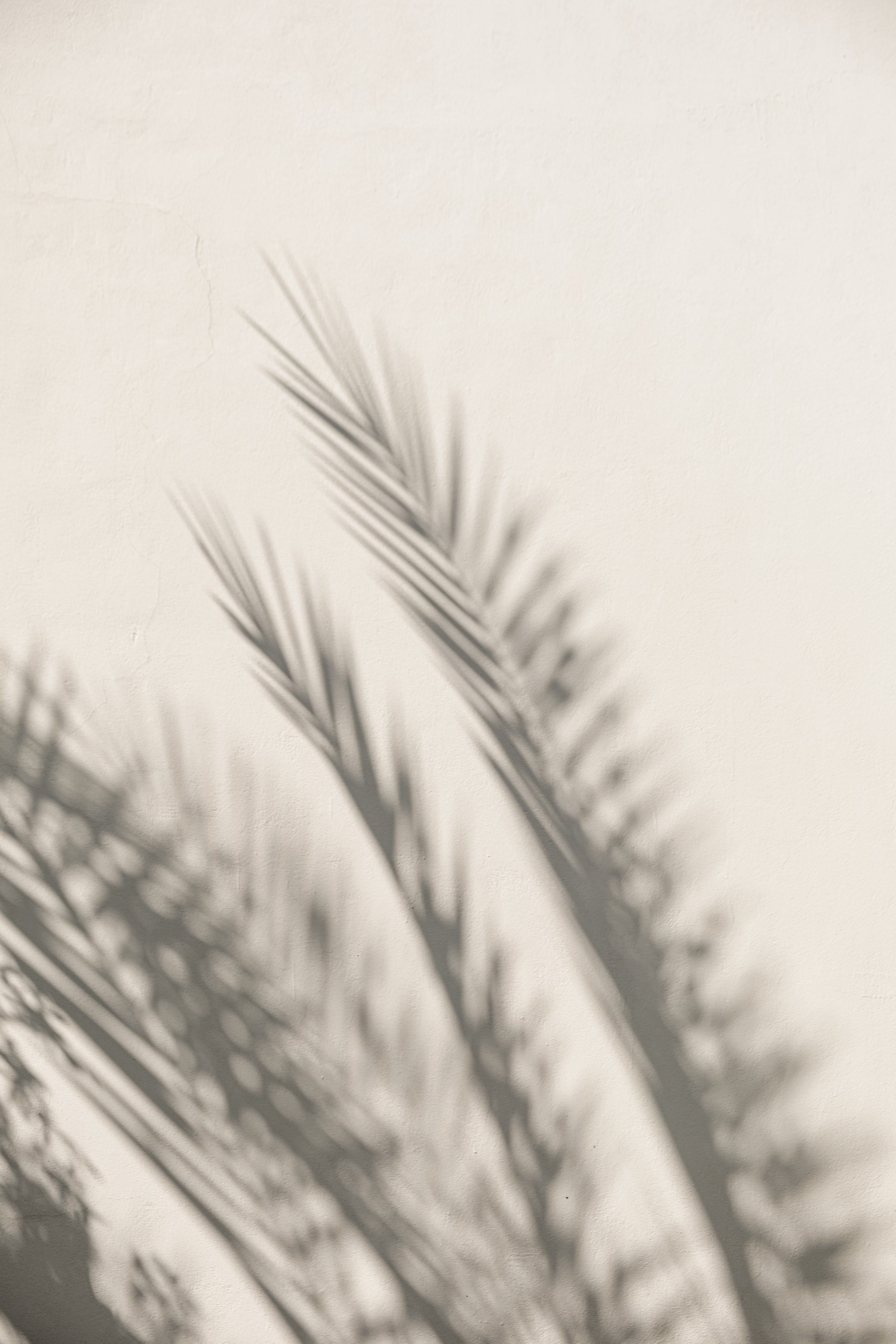 Palm Tree Shadows on Wall 